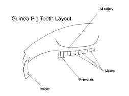 Guinea Pig Teeth